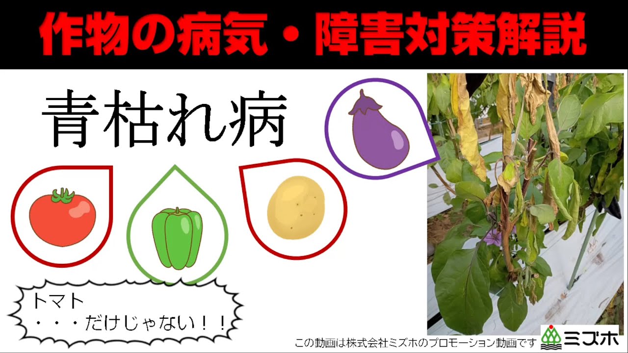 トマト以外も青枯れ病