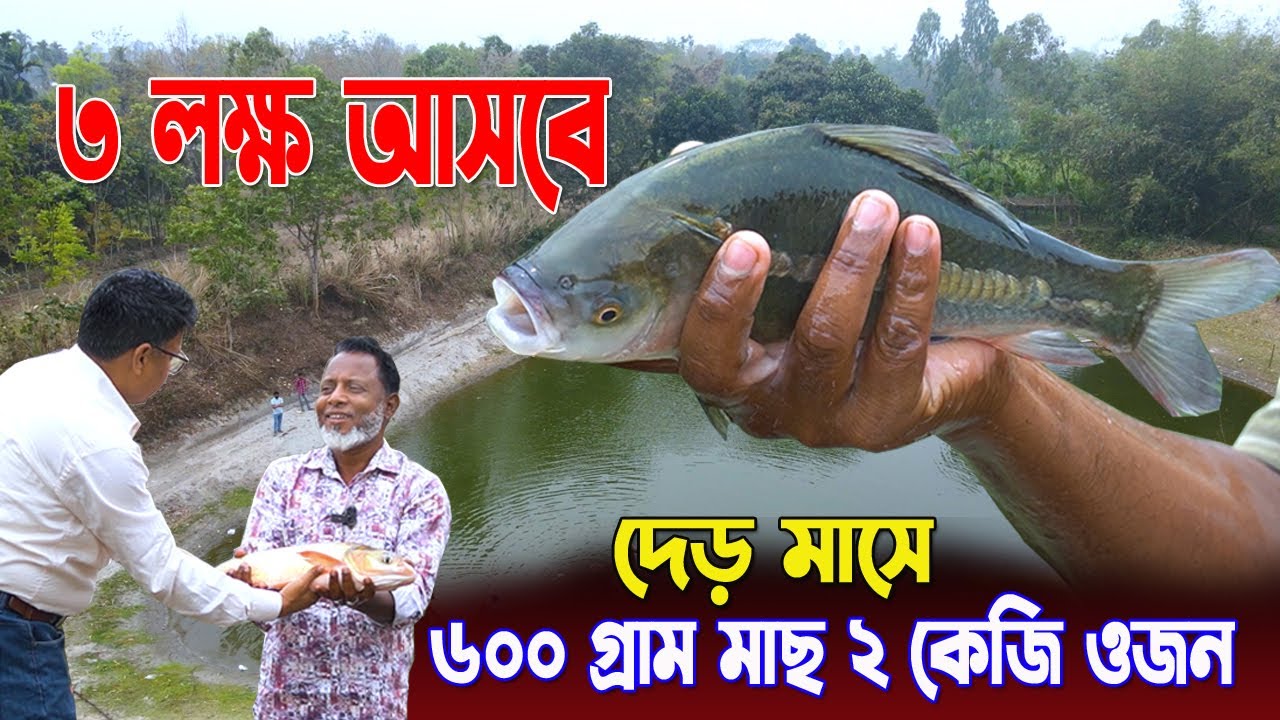 ৬০০ গ্রাম মাছ ২ কেজি ওজন দেড় মাসে। ৩ ল*ক্ষ আসবেই ইনশাল্লাহ। ঢাকা লস খেয়ে গ্রামে ফিরে মিশ্র মাছ চাষ