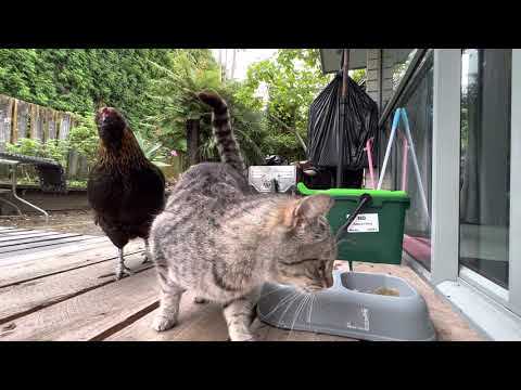 Cat & Chicken EP 1 ไก่กับแมว ตีกันแย่งอาหารแมวทุกวัน
