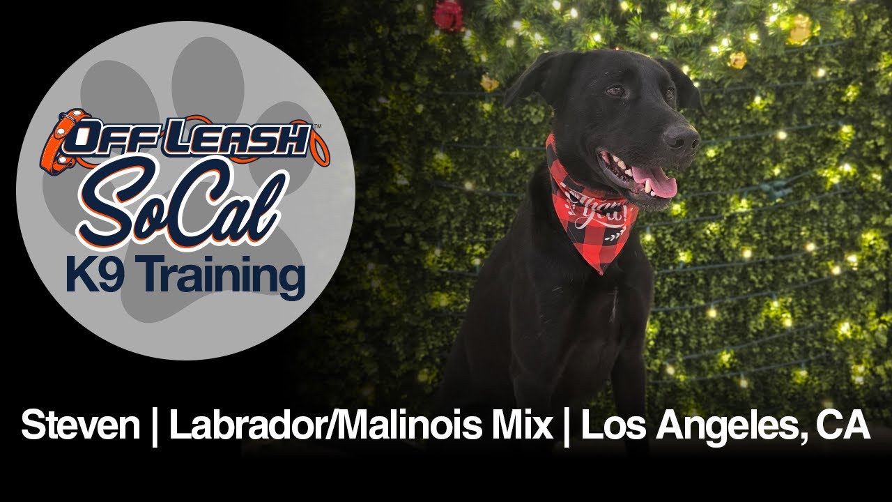 Black Labrador Retriever/Belgian Malinois Dog Training | Steven | Los Angeles, CA
