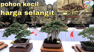 Rajanya Pohon Kecil Di Pameran Bonsai Tabanan