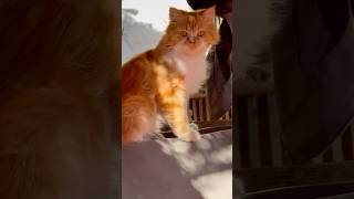 Cat News Network reporting: Leo is lookin for Adventure