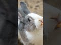 Absueltos tras maltratar animales en un laboratori