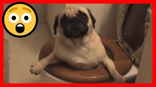 Animal Memes 2020-2021: Animals In Trouble