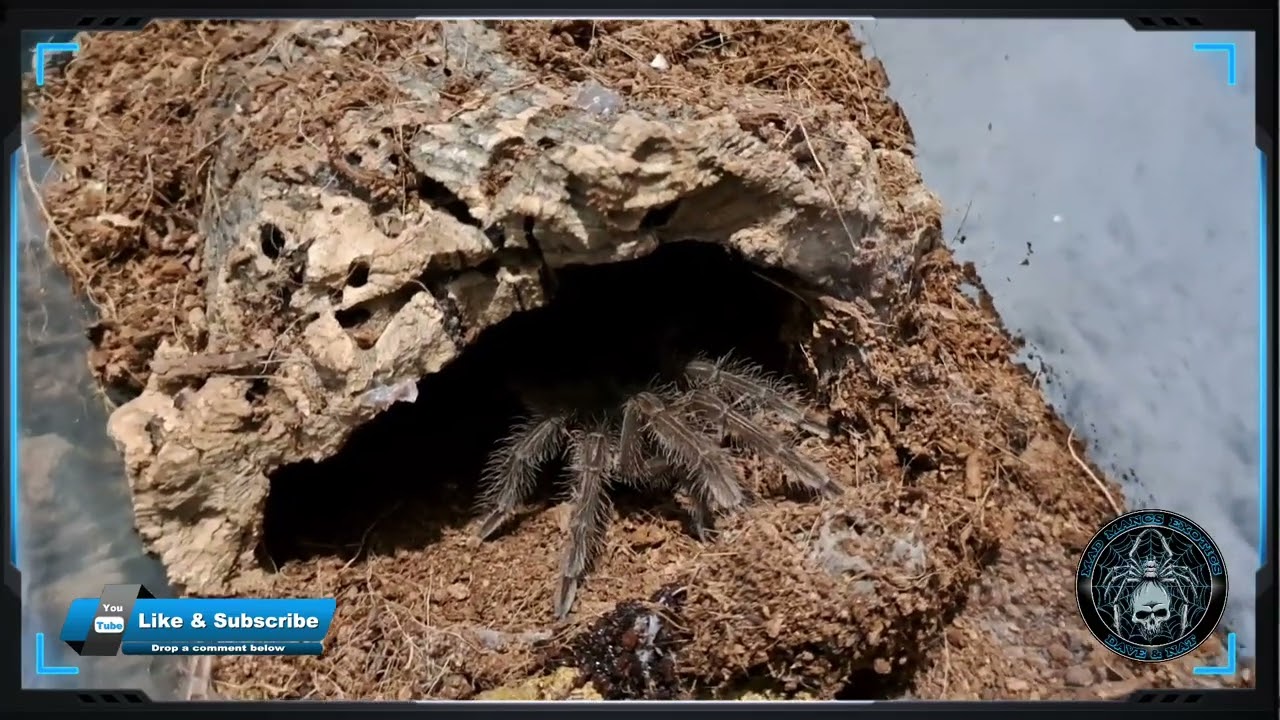 Amazing gifts from Mark the spider guy and Bart ( just one more ).