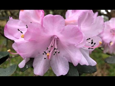 Video: Mrazuvzdorné Rododendrony Listnatých Odrůd