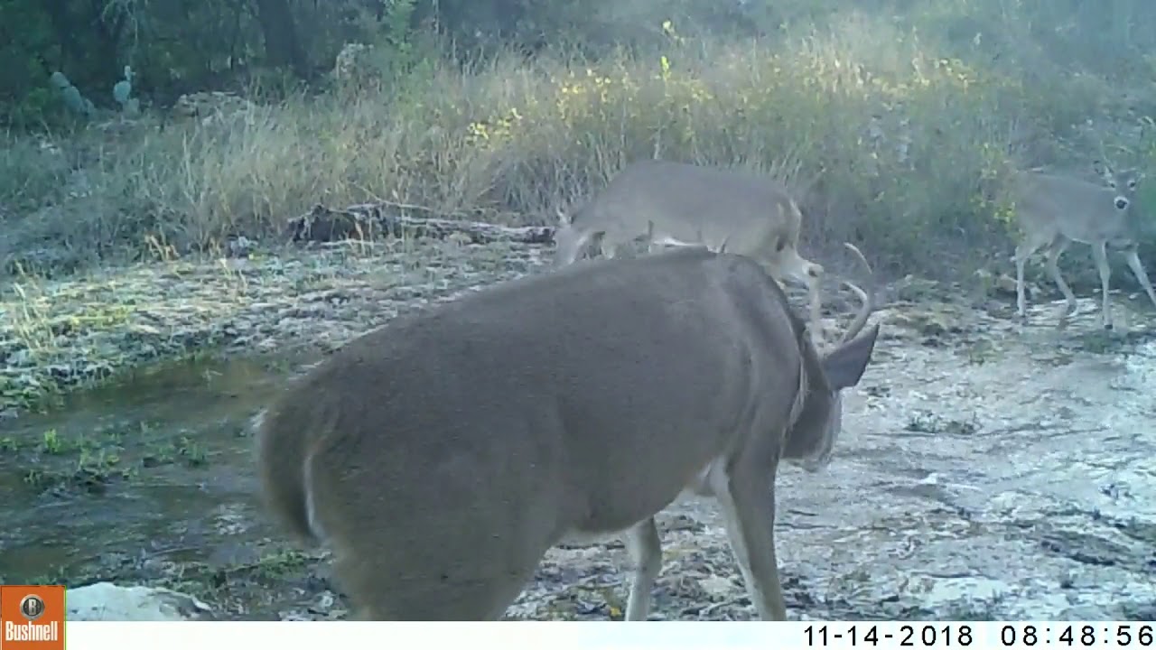 ringtail possum sound Texas Trail Cams Compilation Nov 18, 2018 *Part 2