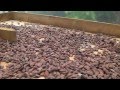 Prparation du chocolat depuis la fve de cacao costa rica mastatal