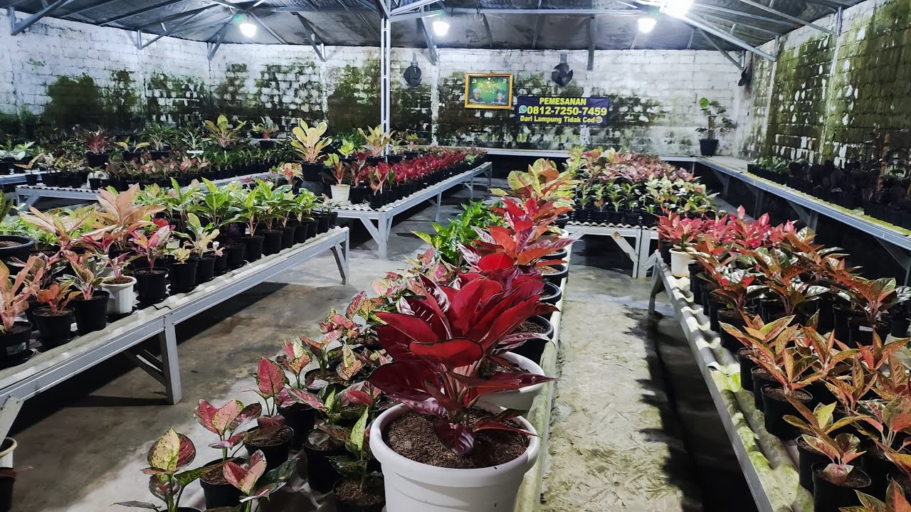 Tanaman Hias aglonema