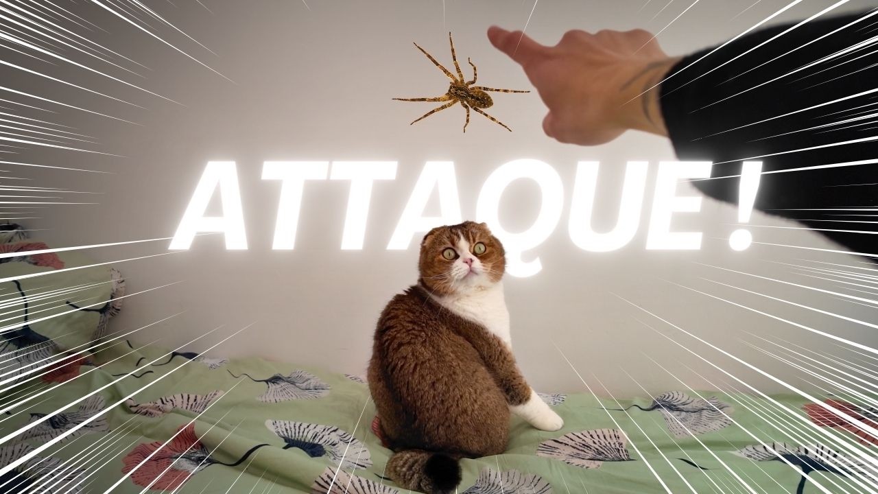 Ce que la PHOBIE des ARAIGNÉES nous fait faire - YouTube