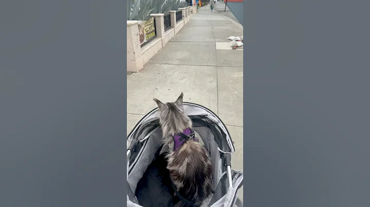Watch the video about Morning Stroll ￼⛅️#mainecoonkitten #mainecooncat #mainecoon #mainecoonsoftiktok #kitten #cat #vibes