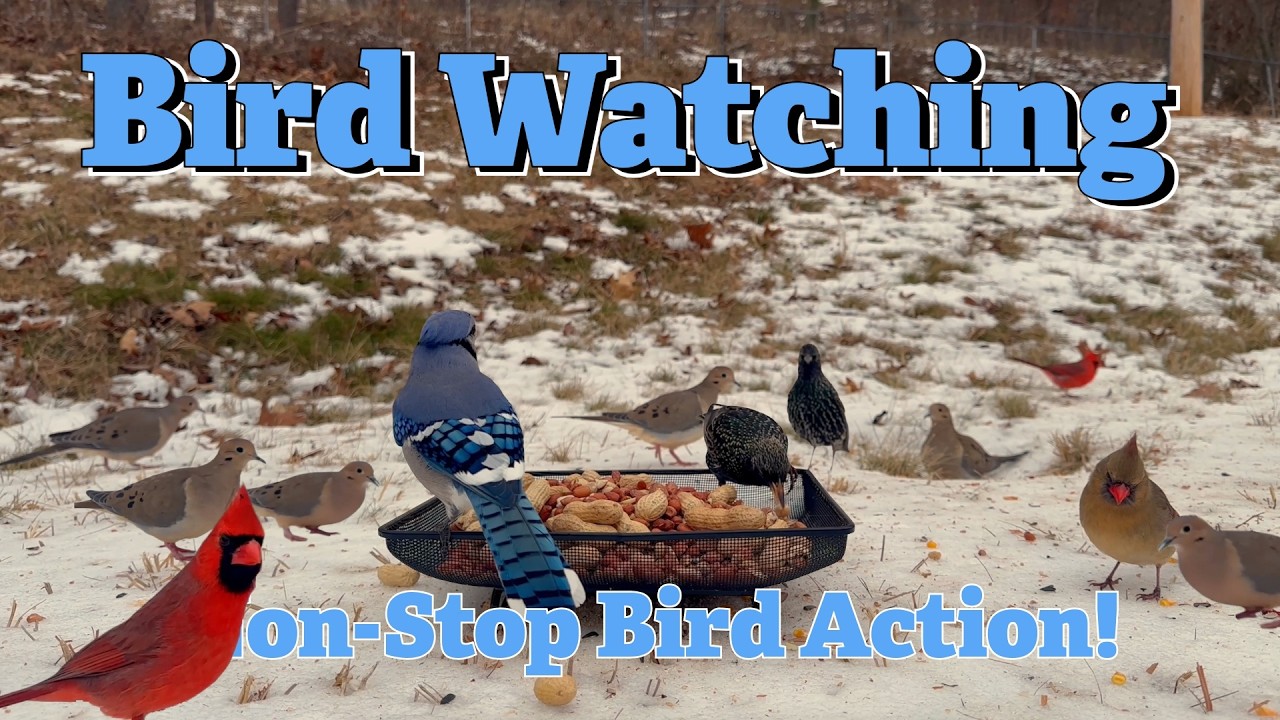 Bird Watching, Every Like and Comment is another day I feed these birds!