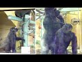 4月25日以来のモモタロウとゲンキの接触?撮影日2023.5.14【京都市動物園、ニシゴリラの家族】
