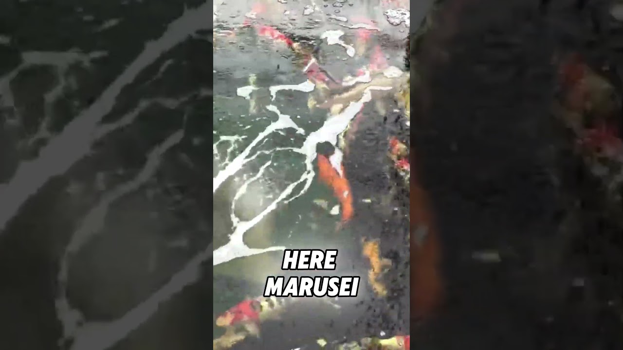 Some of the most expensive Koi on the PLANET!