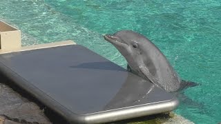 How to Weigh a Dolphin