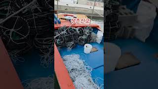 5월23일 생존신고 갑오징어#무늬#문어#조업#삼천포#남해#낚시#통발#