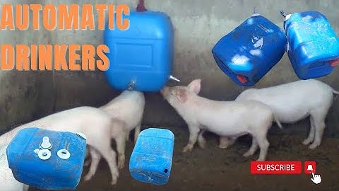 HOW TO MAKE AUTOMATED DRINKERS FOR PIGS AT HOME.