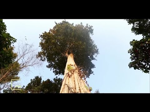 Vídeo: Creació D’arbres Inusuals