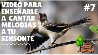 SINSONTE / CENZONTLE CANTOR #7. VÍDEO  PARA ENSEÑARLE A CANTAR NUEVAS MELODÍAS A TU SINSONTE.