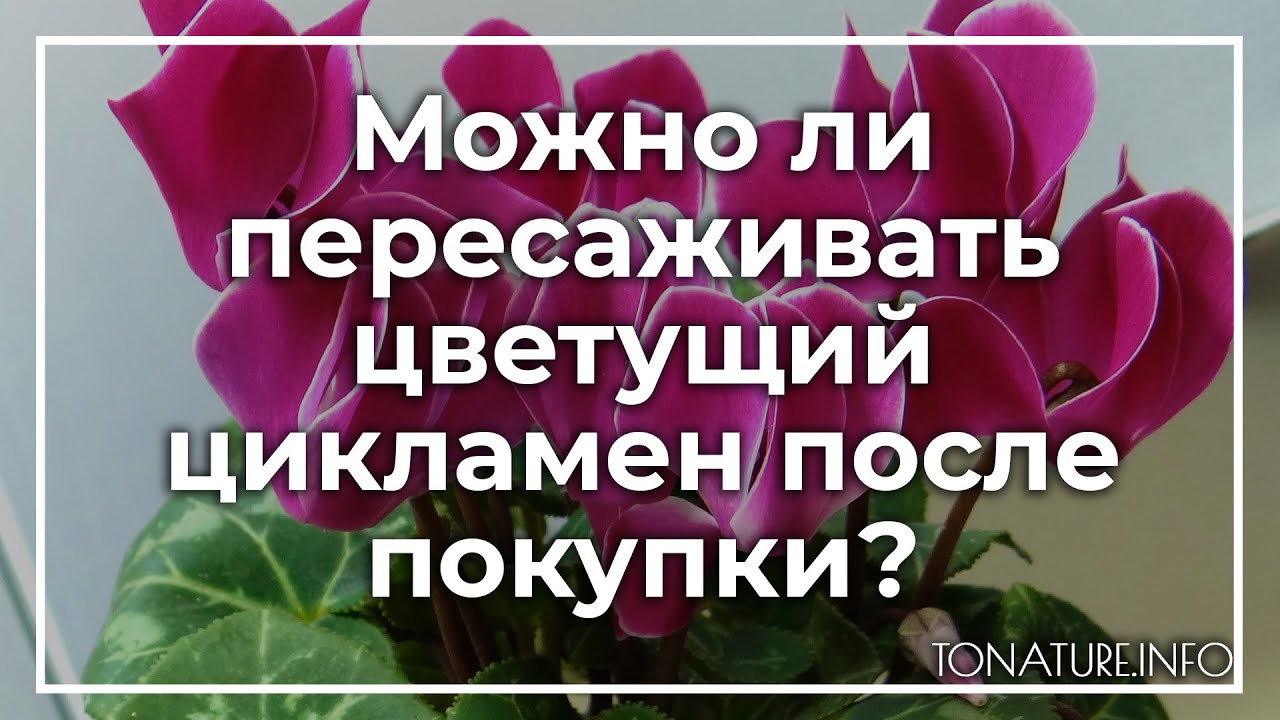 Цикламен пересадка после покупки. Цикламен персидский пересадка после покупки. Можно ли пересаживать Цветущий цикламен. Пересадить цикламен после покупки. Цикламен как ухаживать после цветения.