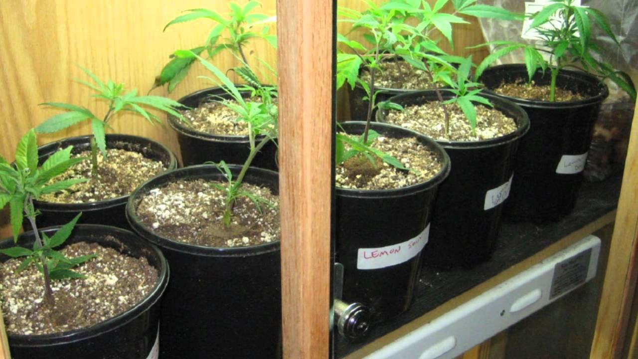 Tacoma Medical Marijuana