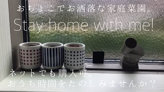 【ミニ家庭菜園】Stay home with me!【おうち時間】