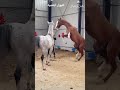 صراع بين فحول الخيل العربي الأصيل 