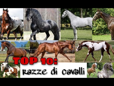 Video: Razza Di Cavallo Hannover Ipoallergenico, Salute E Durata Della Vita