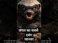 honey badger | bijju