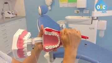 Australian Dentist Dr. Lisa - The magical 45 degree angle when brushing your teeth