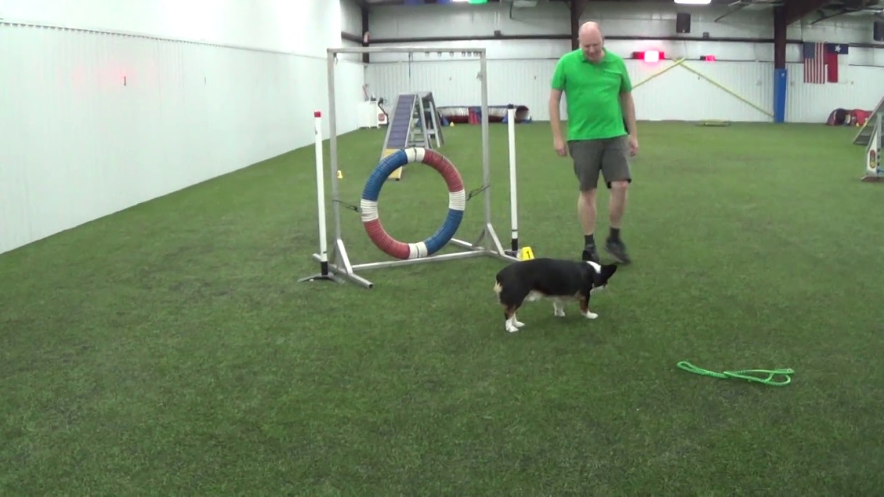 Novice Standard Fort Bend Kennel Club June 2017 YouTube