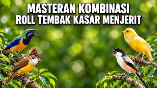 Masteran Kombinasi Roll Tembak Kasar Menjerit Cocok Untuk Segala Macam Burung Lomba