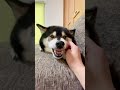 【驚愕】唸る柴犬の鼻からとんでもない物が飛び出した!!