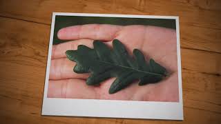 Biodiversidad en Euskadi