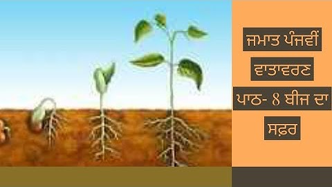 ਜਮਾਤ ਪੰਜਵੀਂ ਵਾਤਾਵਰਣ  ਪਾਠ- 8 ਬੀਜ ਦਾ ਸਫ਼ਰ