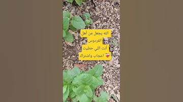 #اللهم_صل_وسلم_على_نبينا_محمد #اكسبلور #اقتباسات #الله #رسول_الله #القارئ #يارب #لايك #حكمة_اليوم
