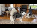 Howling competition  toddler v malamute she loves to start a riot