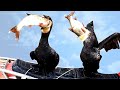 Incredible bird! The BIRDS are eating bigger FISH than themselves - Fishing With Birds