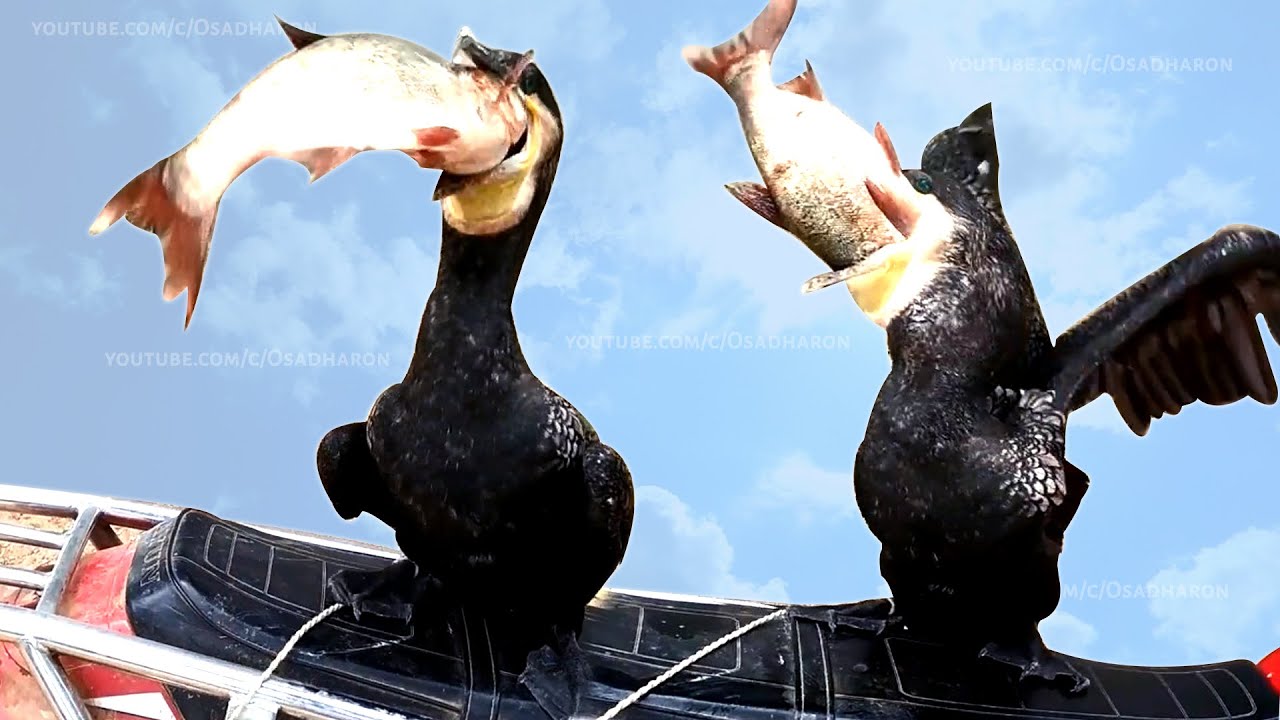 Incredible bird! The BIRDS are eating bigger FISH than themselves