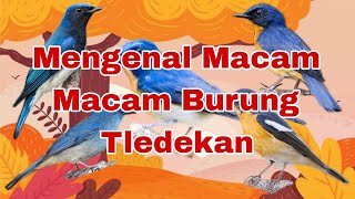 Mengenal Macam-macam Burung Tledekan