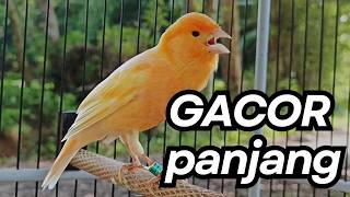 Kenari Gacor Ngerol Sampai Tuntas – Cocok untuk Isian & Pancingan  Kenari PAUD AGAR BUNYI