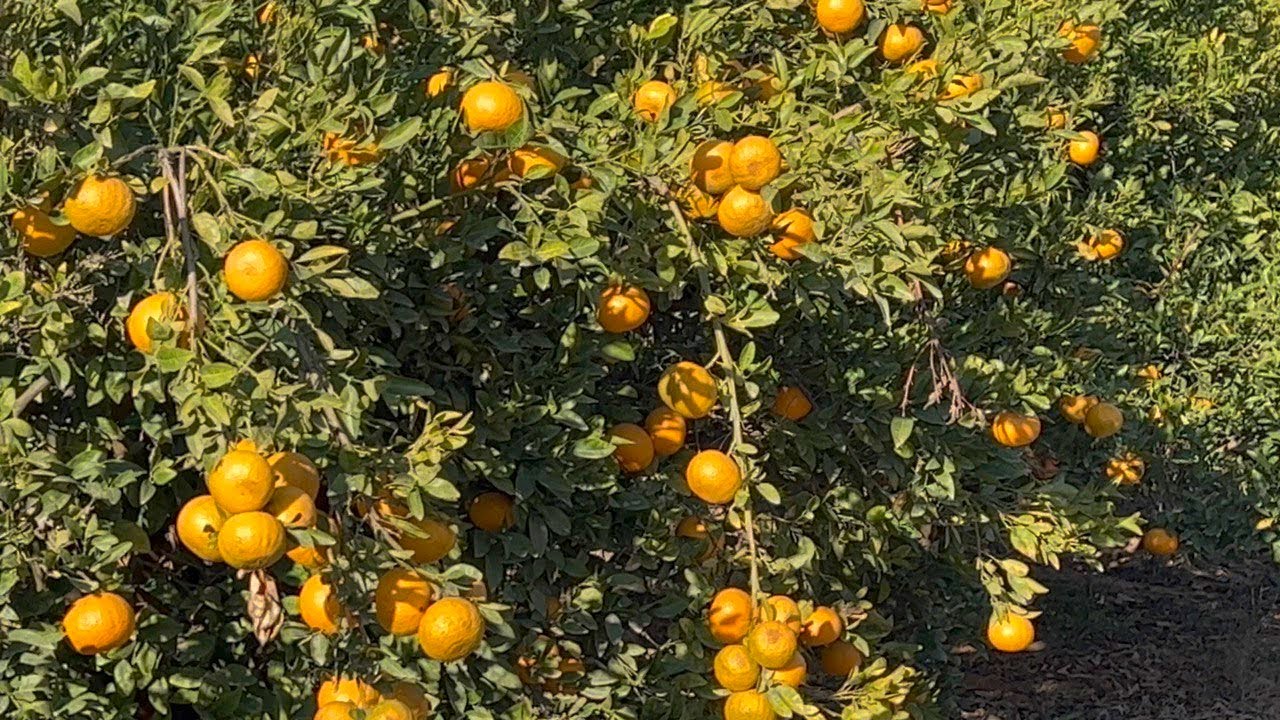 CLP مزرعة برتقال و يوسفي خيال ري نيلي في النوبارية 10 فدان طريق مصر اسكندرية الصحراوي