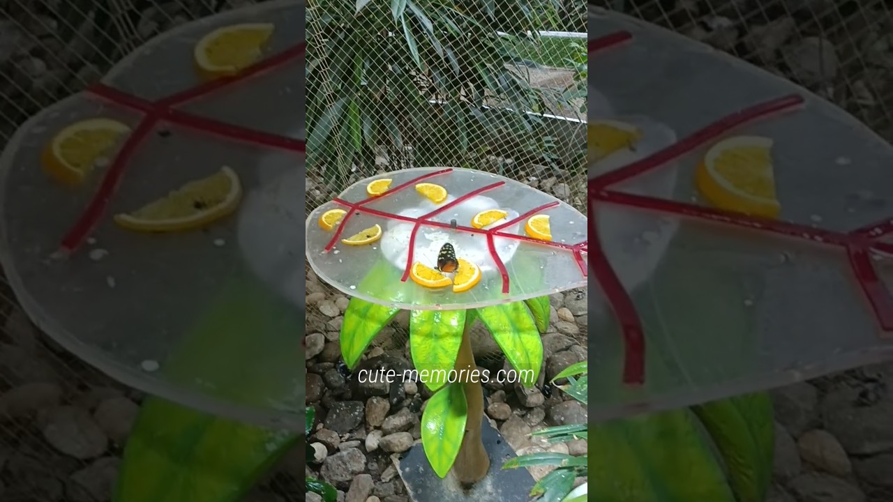 Dubai butterfly 🦋 garden #butterfly #dubaibutterflygarden