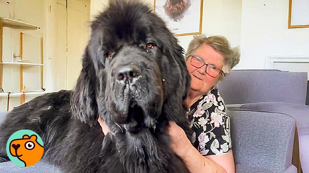 GIANT Newfies Act Like Puppies Around Grandma | Cuddle Buddies