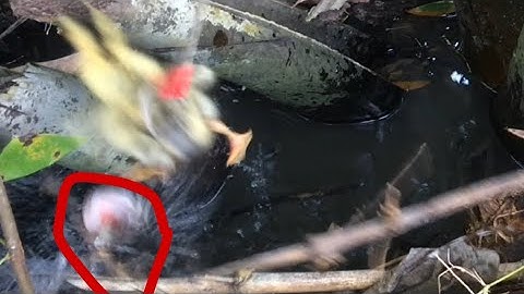 Câu cá lóc bằng vịt cận cảnh và những pha táp hồi hợp