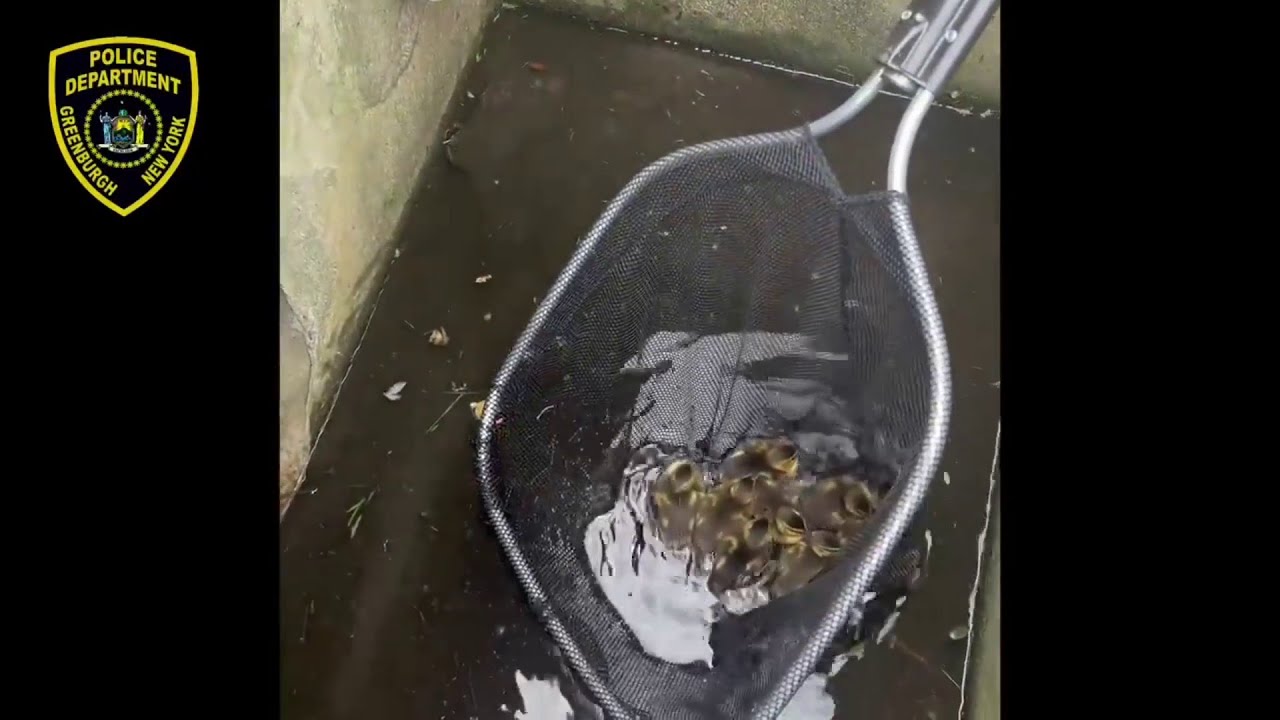 Police rescue 10 ducklings from storm drain in Hudson Valley - YouTube