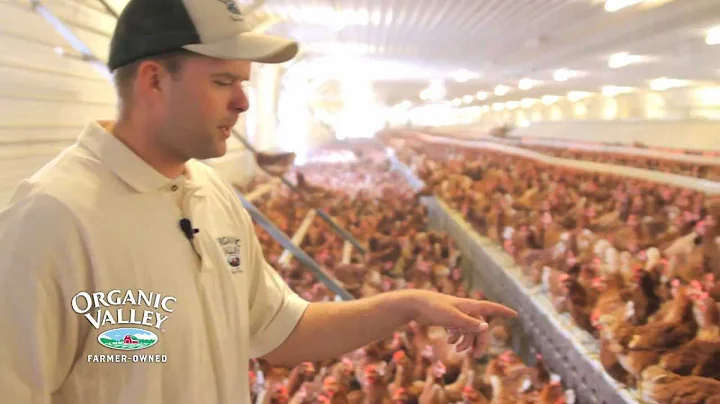 Organic Chicken Coop Tour of Wangsness Family Farm