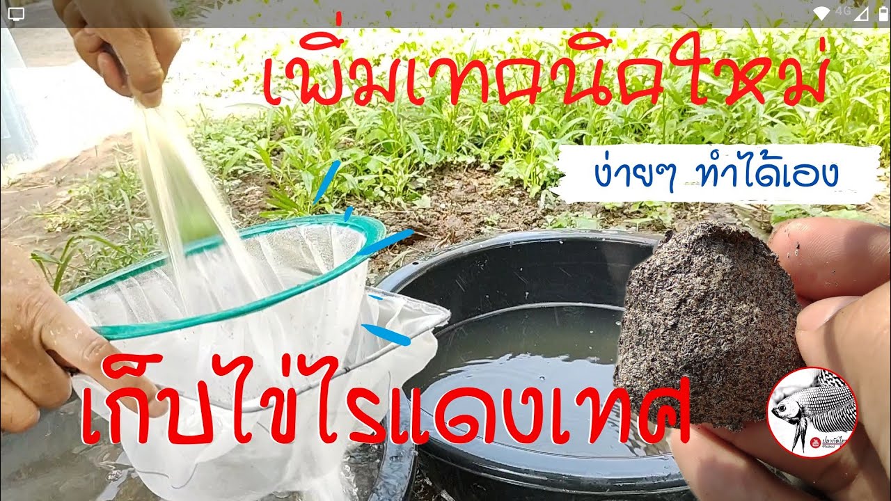 ปลากัดไทย : เก็บไข่ไรแดง เทคนิคการแยกไข่ไรแดง