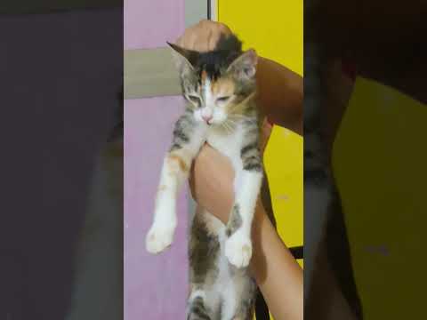 #pawsn #cat #catshorts #catvideos #youtubeshorts #ytshorts #shorts #kitten #edit