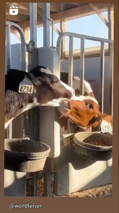 cows kiss😍😍😍